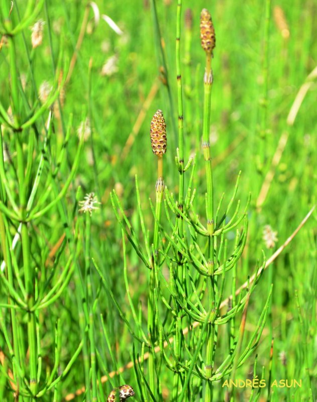 Хвощ болотный (Equisetum palustre)