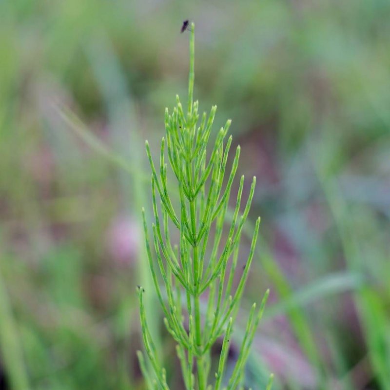 Хвощ болотный (e. palustre)