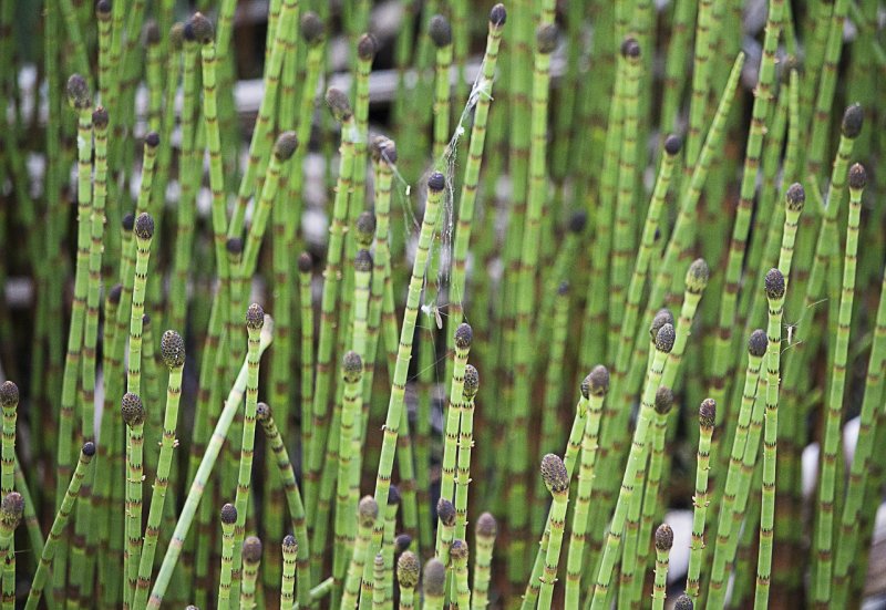 Equisetum japonicum