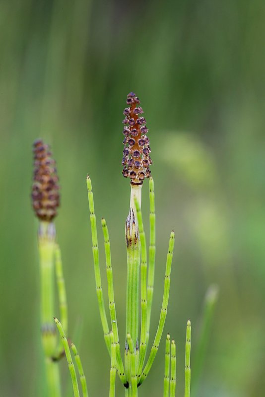 Хвощ болотный (e. palustre)