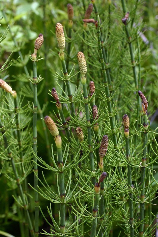 Equisetum fluviatile l. – хвощ Приречный