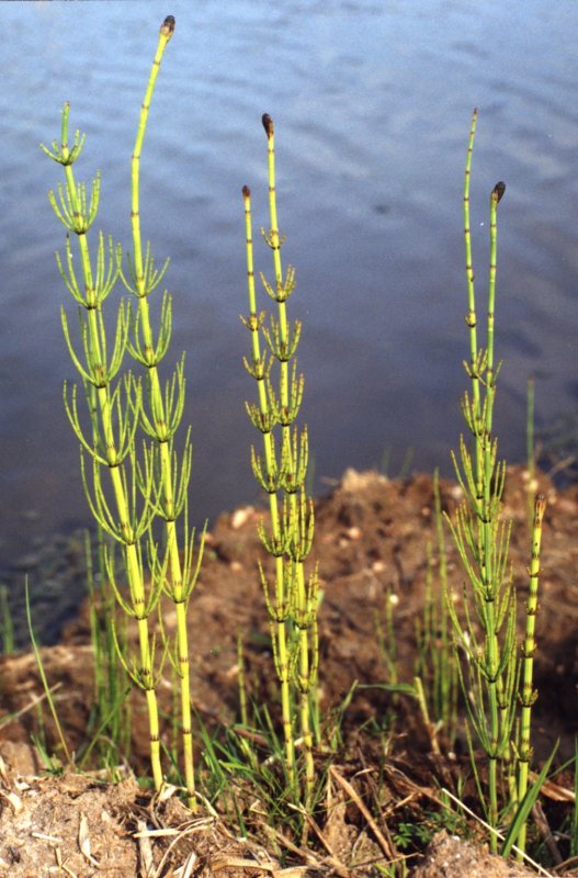 Водное растение Equisetum Horsetail