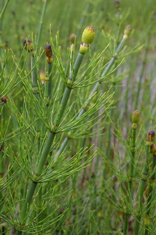 Хвощ Луговой Equisetum pratense