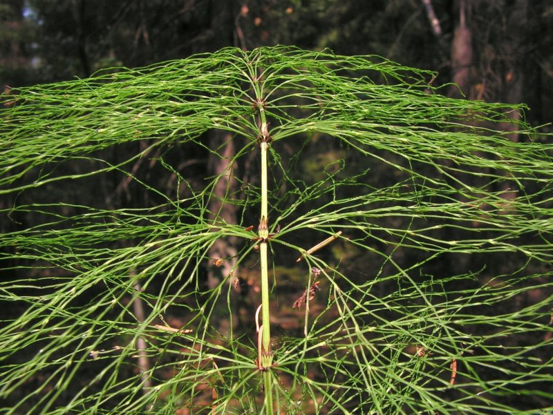 Equisetum arvense золото