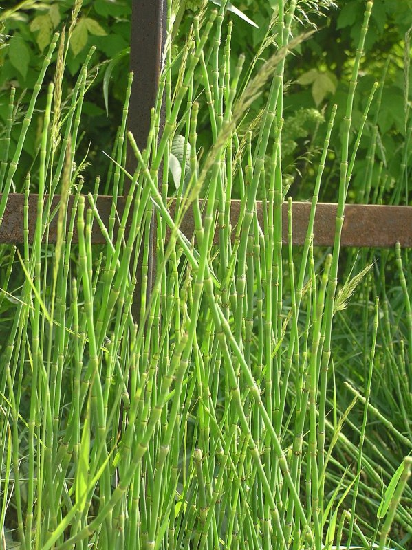 Хвощ пестрый (Equisetum variegatum)