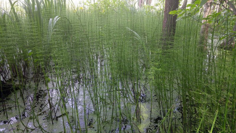 6 Equisetum arvense Equisetum palustre Equisetum silvaticum являются представителями