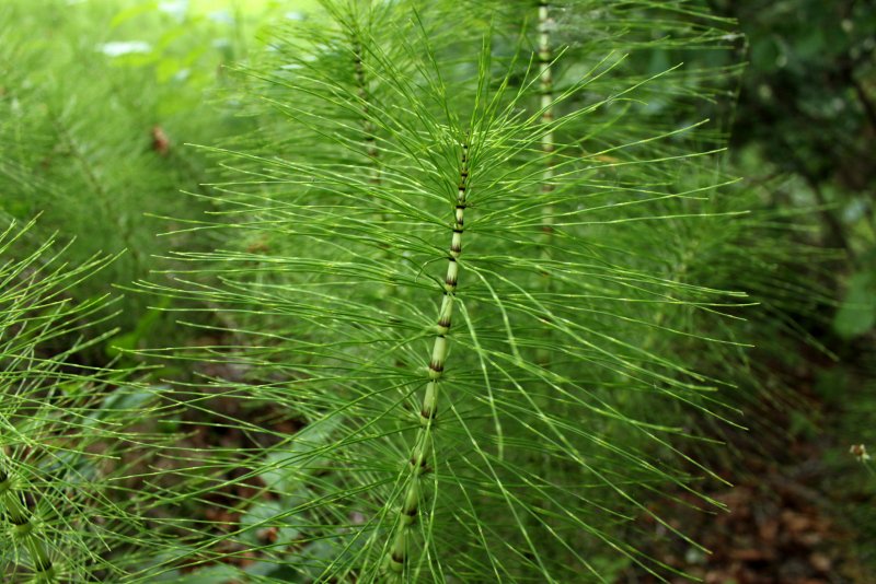 Equisetum hyemale robustum