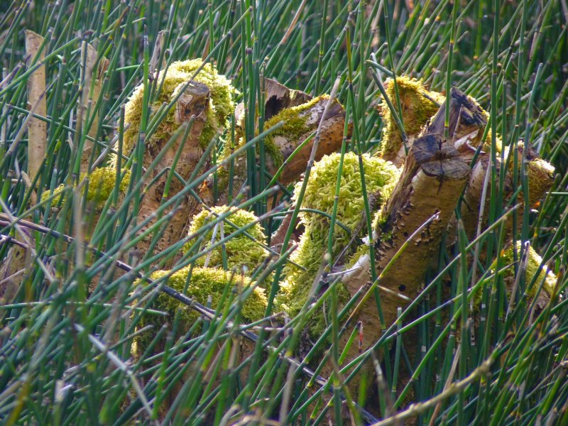 Хвощ пестрый (Equisetum variegatum)