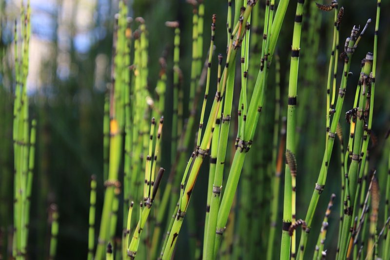 Хвощ Шаффнера Equisetum schaffneri