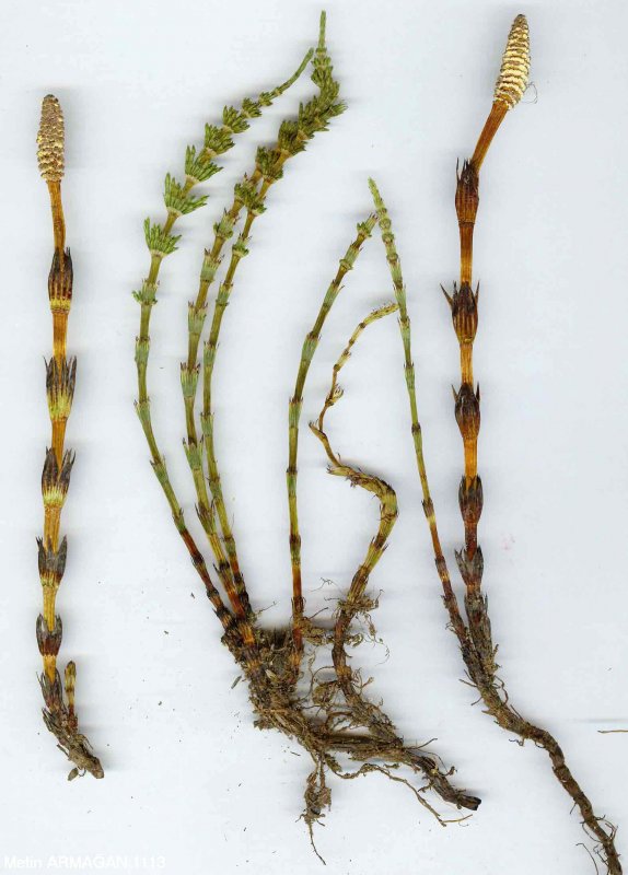 Хвощ зимующий(Equisetum hyemale l.)