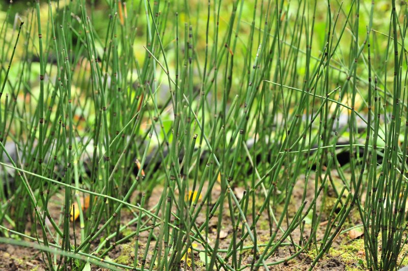 Хвощ Приречный (Equisetum fluviatile)