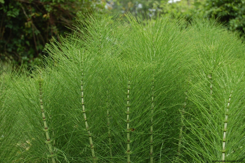 Хвощ зимующий Equisetum hyemale