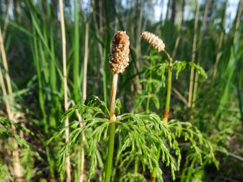 Хвощ зимующий Equisetum hyemale