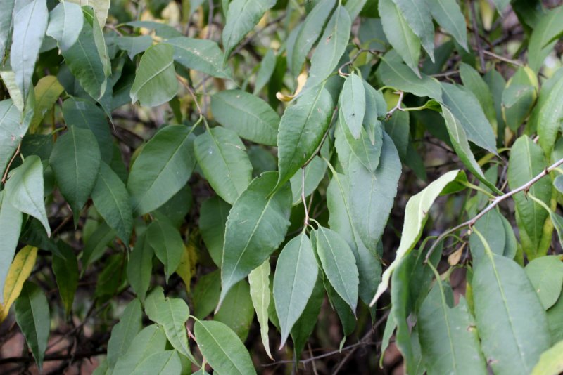 Принсепия китайская Prinsepia sinensis (oliv.) Bean