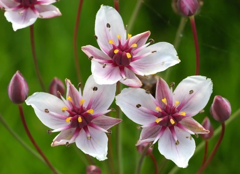 Сусак зонтичный Bútomus umbellátus