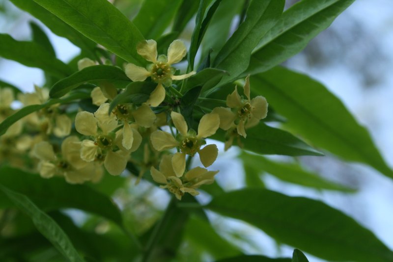 Принсепия китайская Prinsepia sinensis