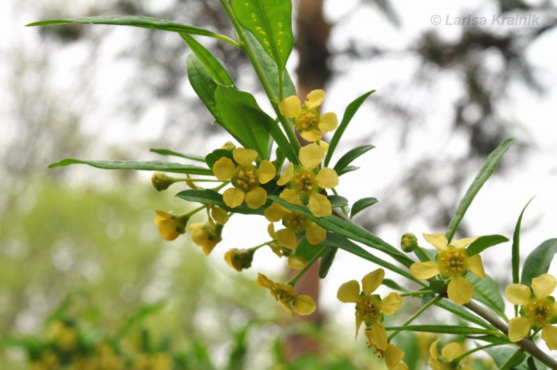 Принсепия китайская Prinsepia sinensis