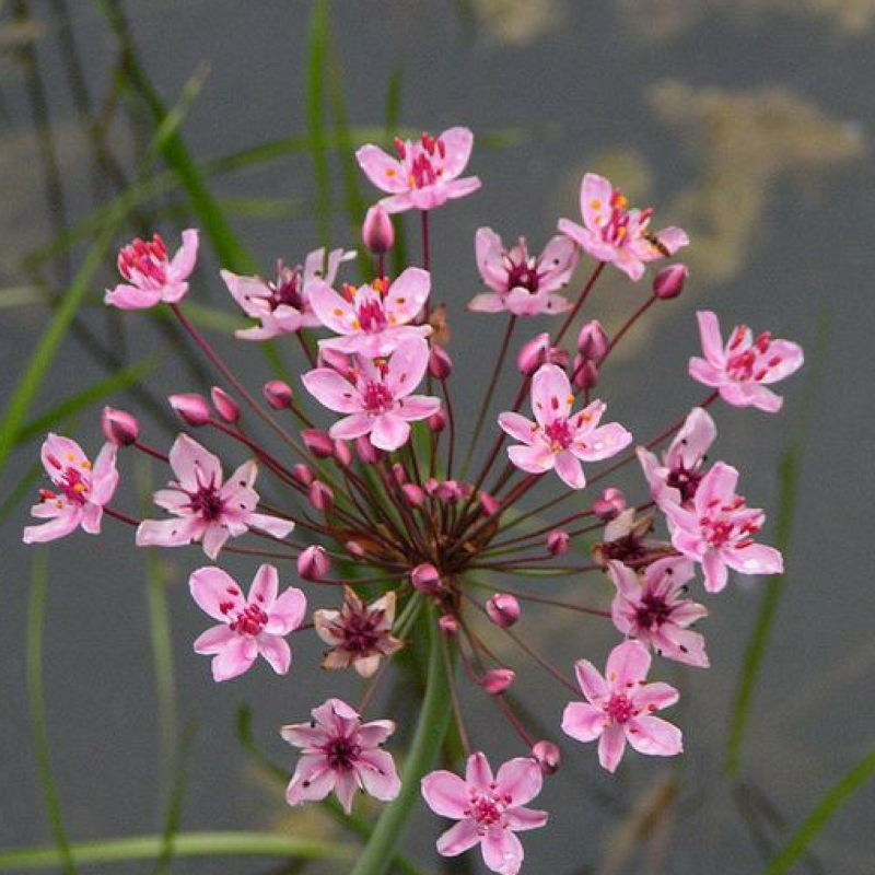 Сусак зонтичный Bútomus umbellátus