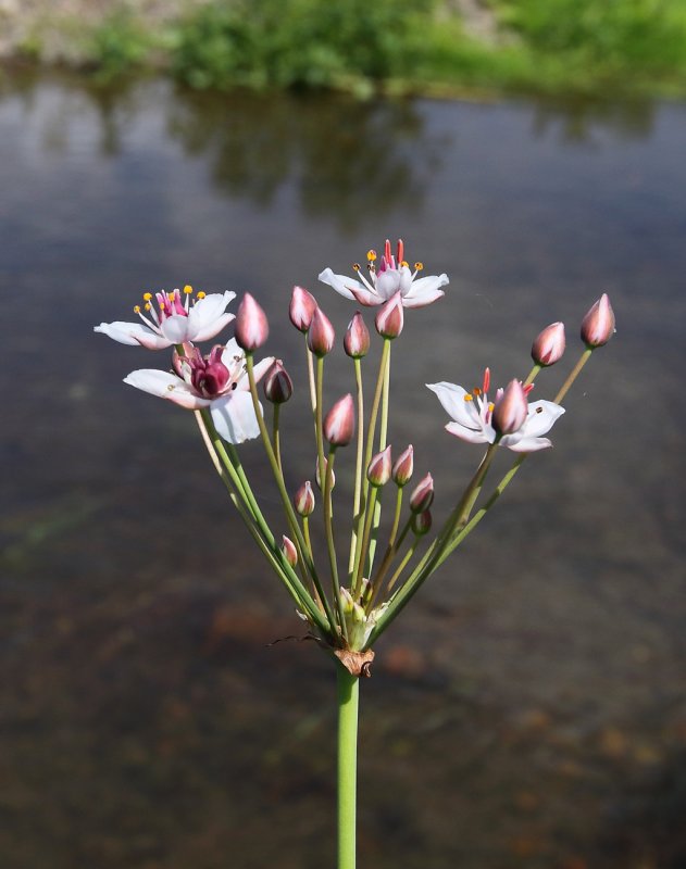 Сусак (Butomus)
