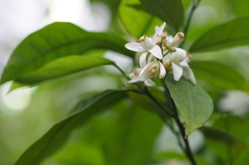Prinsepia sinensis