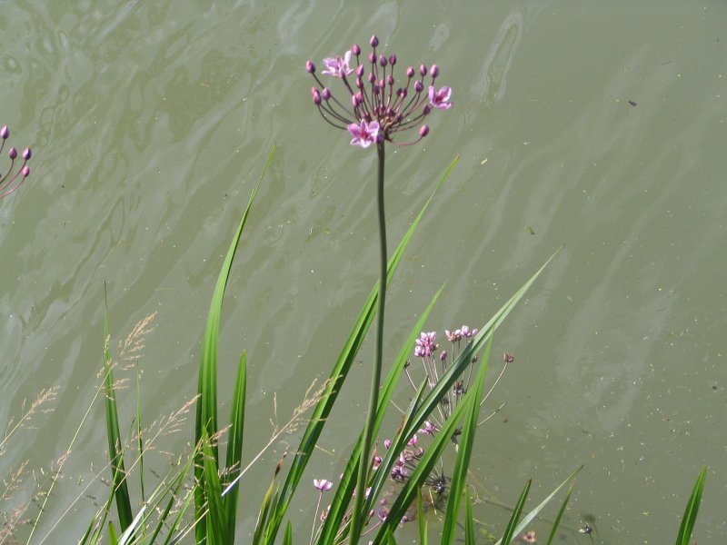 Butomus umbellatus цветок