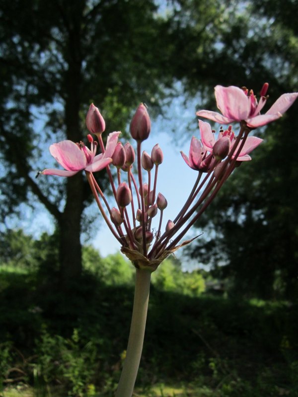 Butomus umbellatus цветок