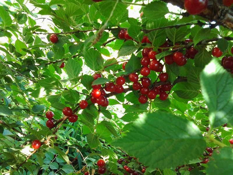 Litchi chinensis