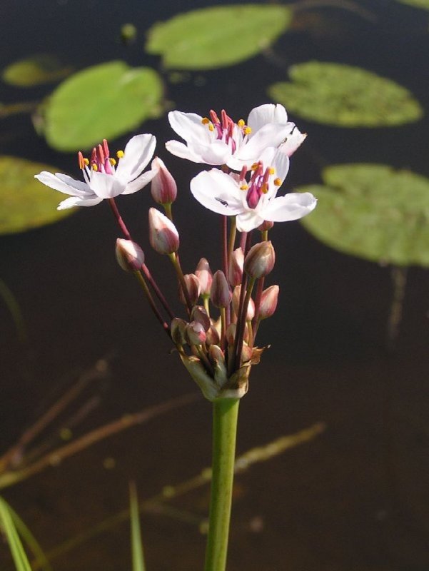 Сусак (Butomus)