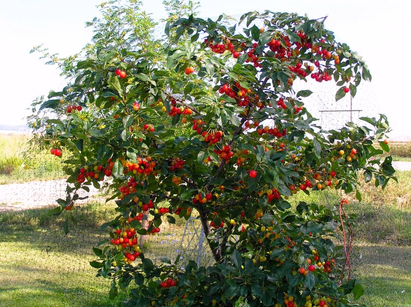 Яблоня низкая Malus pumila