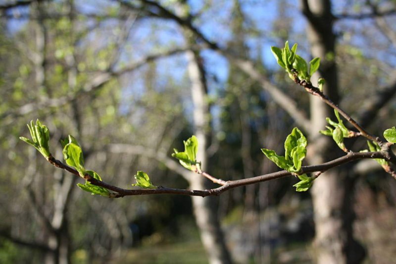Prinsepia sinensis