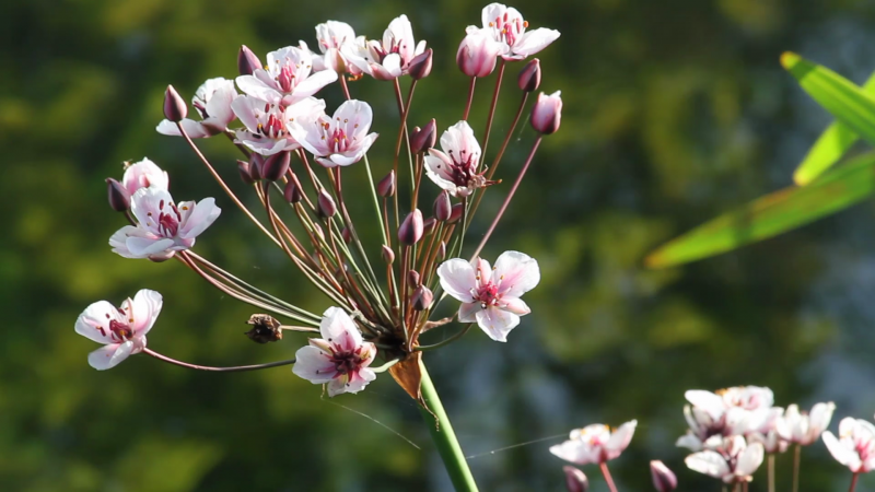 Сусак зонтичный Bútomus umbellátus