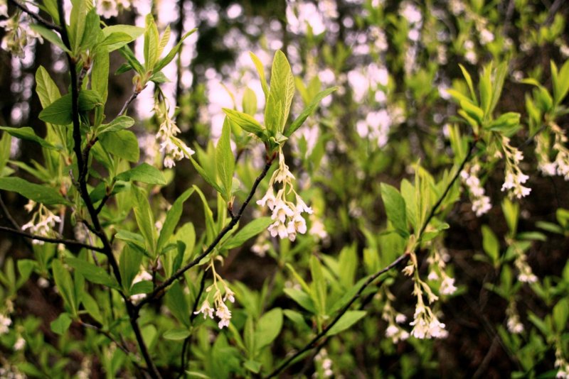 Chamaebatiaria millefolium