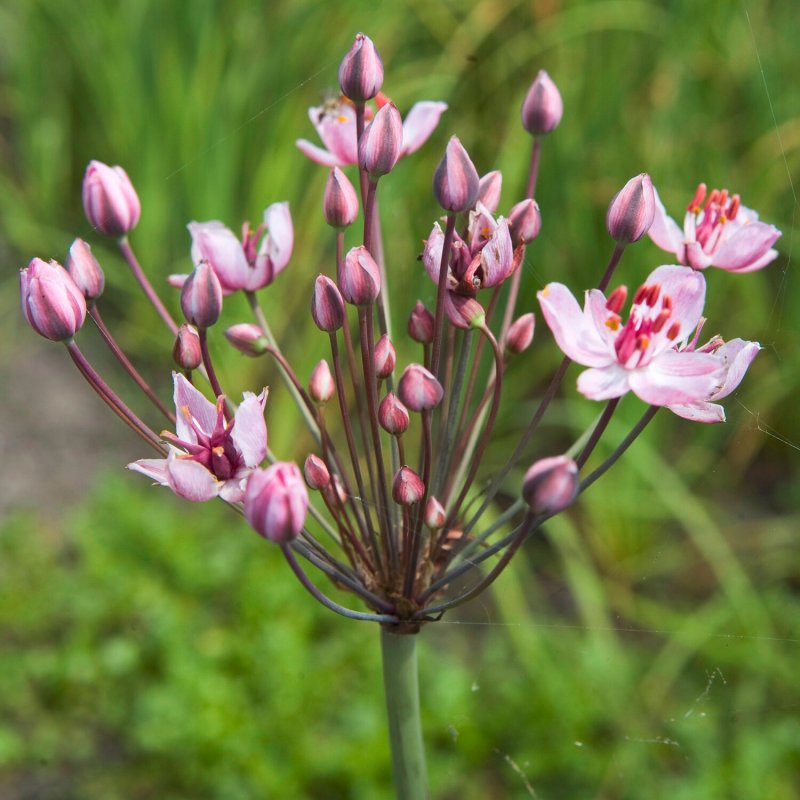 Сусак зонтичный (Butomus umbellatus)
