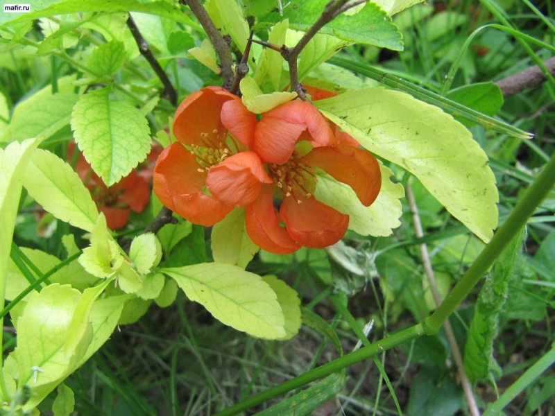 Дерен Cornus Alba sibirica