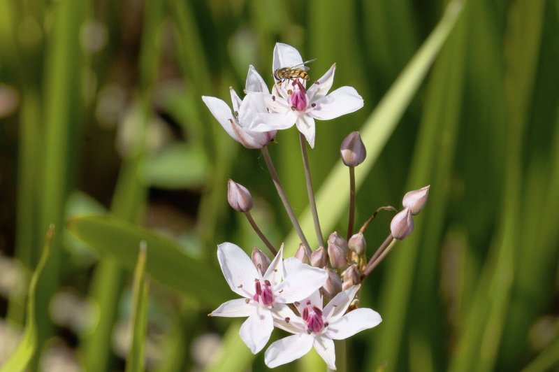 Butomus umbellatus