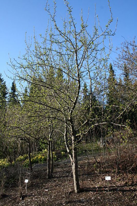 Stoeberia utilis