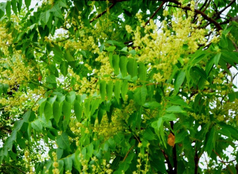 Лимонник Вьюн