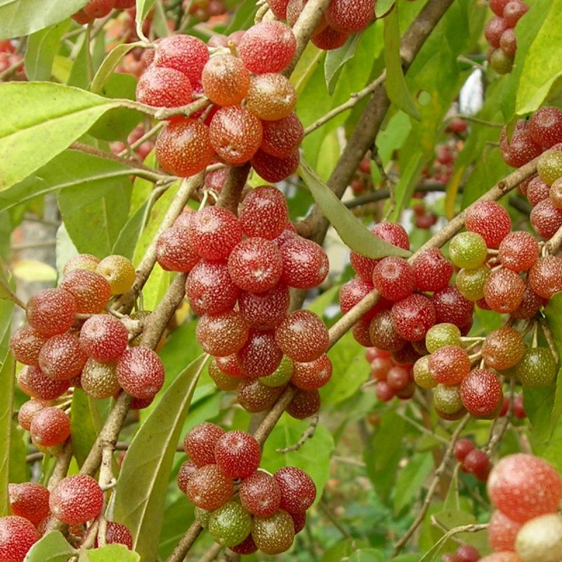 Семена вишни войлочной