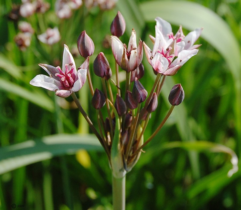Butomus umbellatus цветок