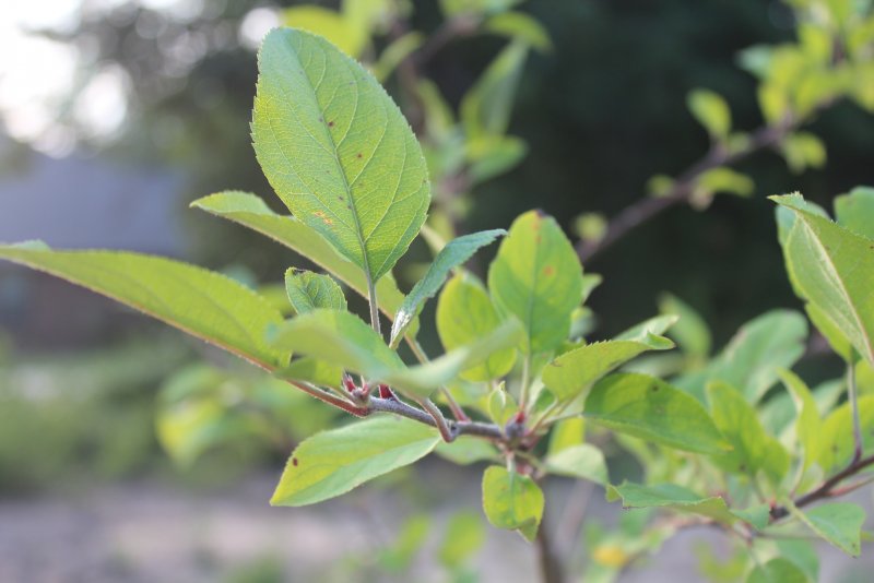 Кольквиция (Kolkwitzia amabilis)