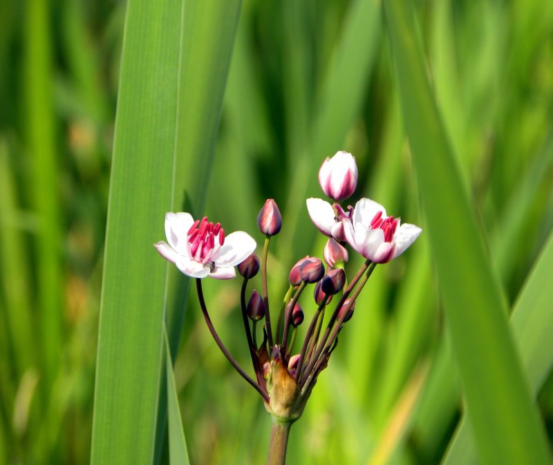 Сусак Butomus umbellatus
