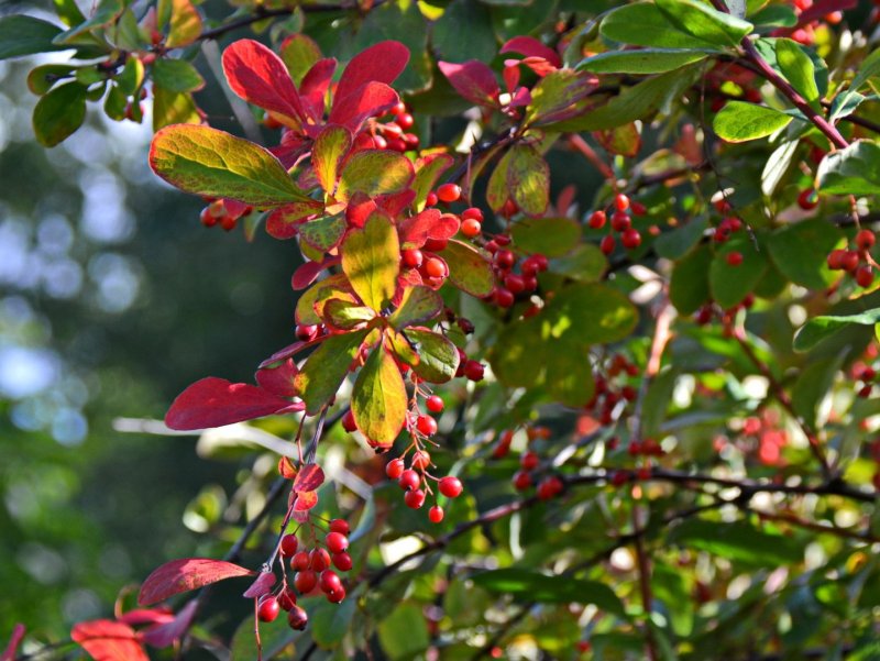 Rosaceae Princepia uniflora Batal