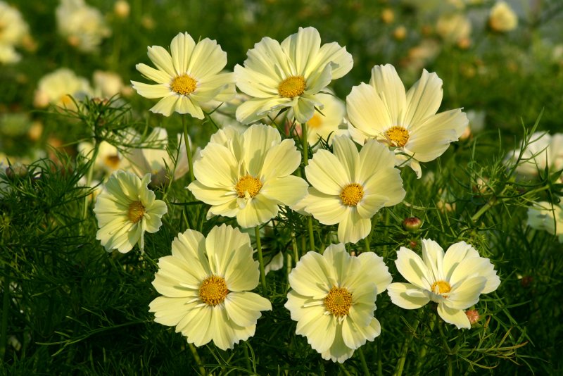 Космея Xanthos