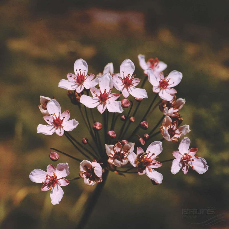 Сусак (Butomus)