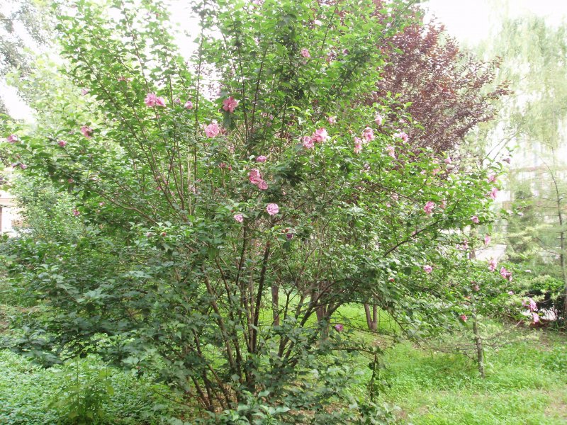 Принсепия китайская Prinsepia sinensis (oliv.) Bean