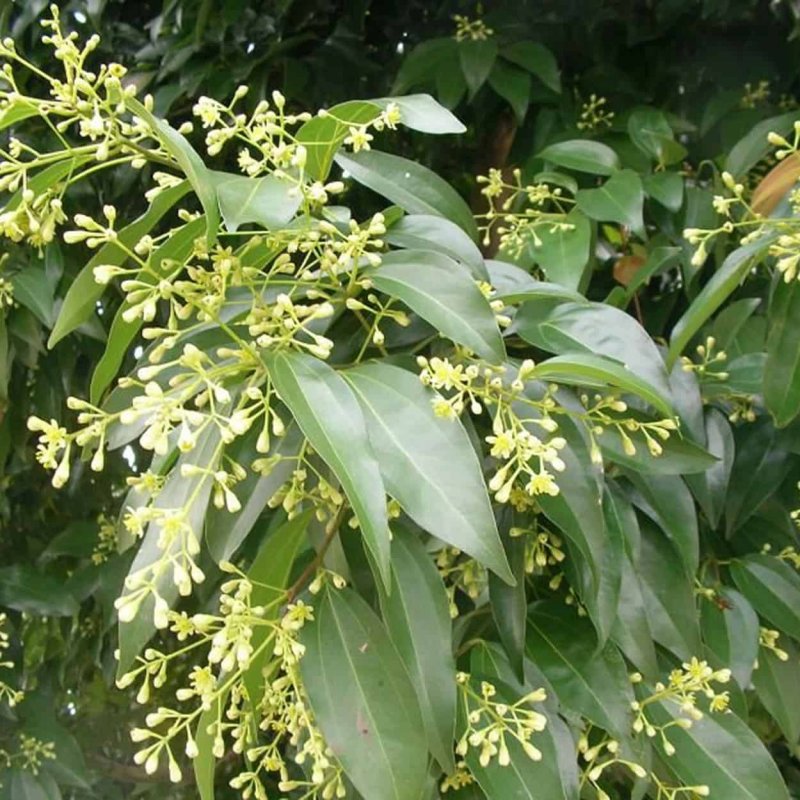 Лимонник китайский фузариоз