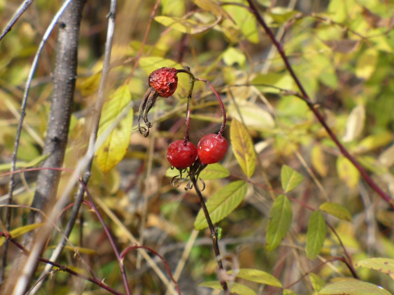 Тис остроконечный Taxus cuspidata