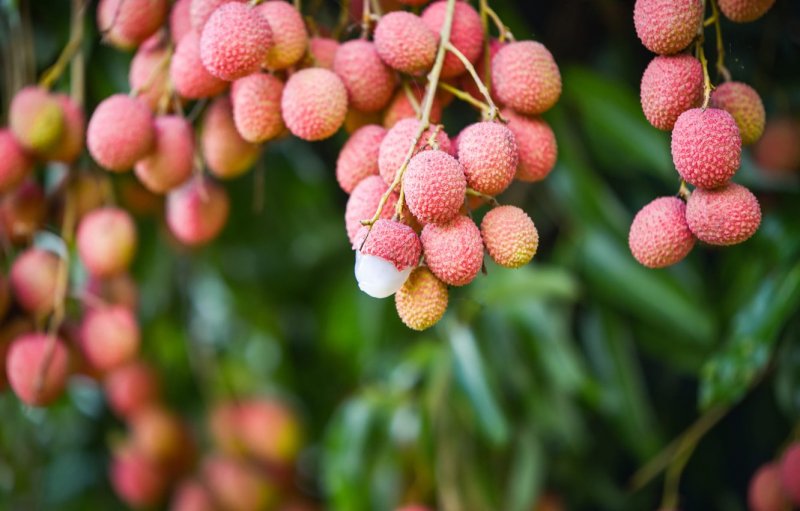 Тис остроконечный Taxus cuspidata