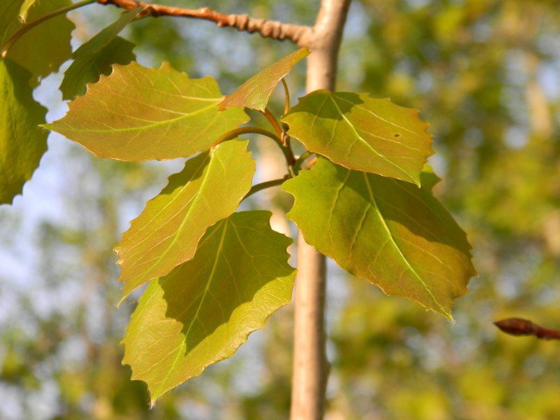 Осина (Populus tremula)