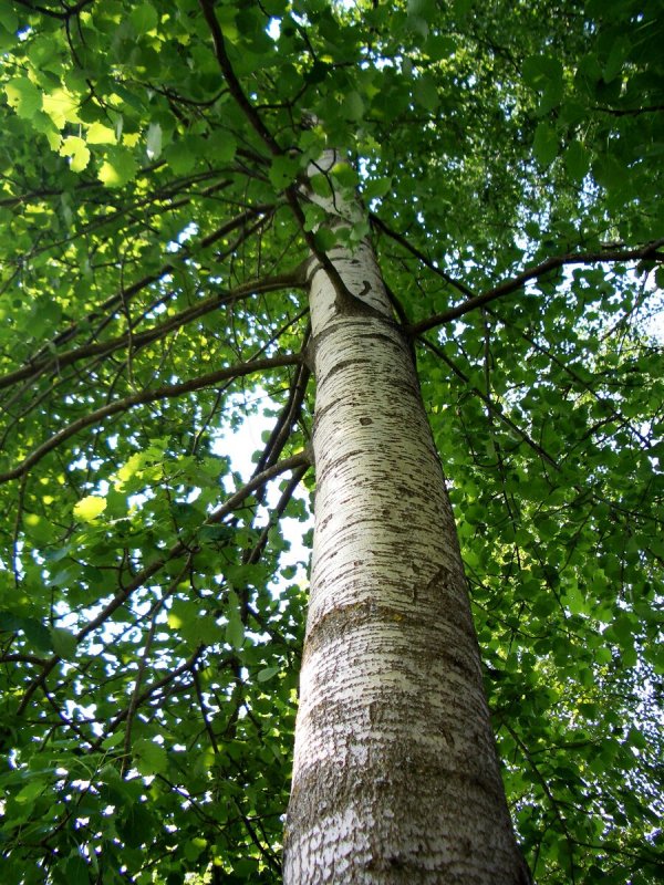 Осина (Populus tremula)